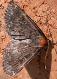 Glossy-black Idia
